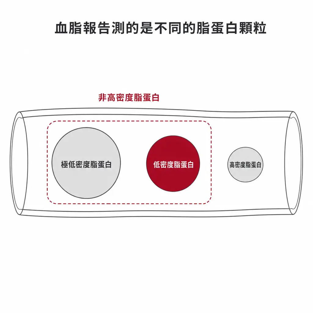 血管內的極低密度脂蛋白、低密度脂蛋白與高密度脂蛋白顆粒，非高密度脂蛋白涵蓋前兩者