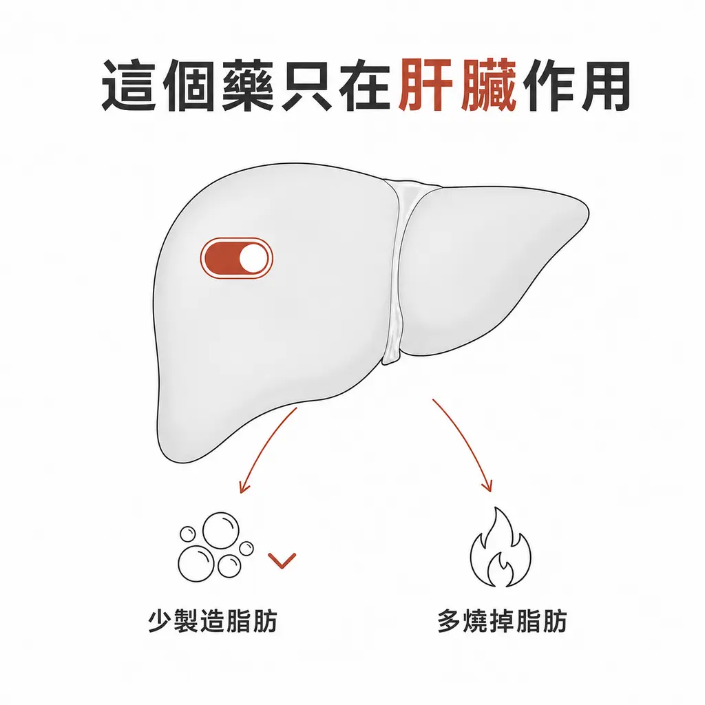 Resmetirom 只作用在肝臟，讓肝臟少製造脂肪、多燒掉脂肪