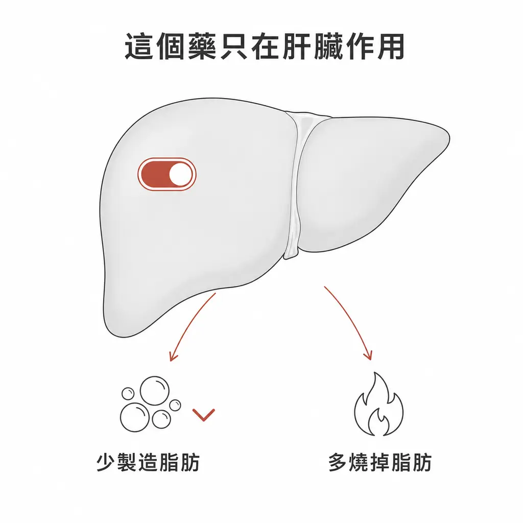 Resmetirom 只作用在肝臟,讓肝臟少製造脂肪、多燒掉脂肪