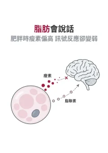 脂肪細胞與腸道荷爾蒙向大腦傳送訊號