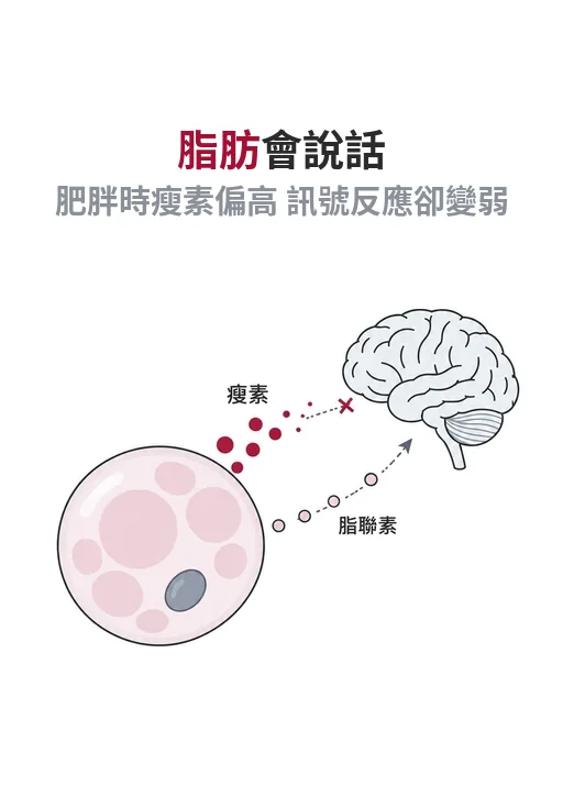 脂肪細胞與腸道荷爾蒙向大腦傳送訊號