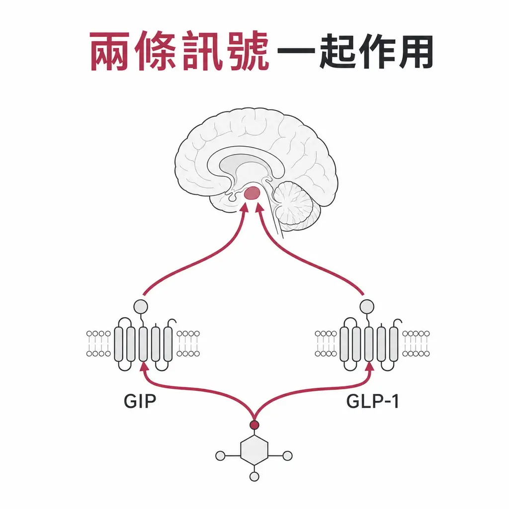 Tirzepatide 同時啟動 GIP 與 GLP-1 受體訊號