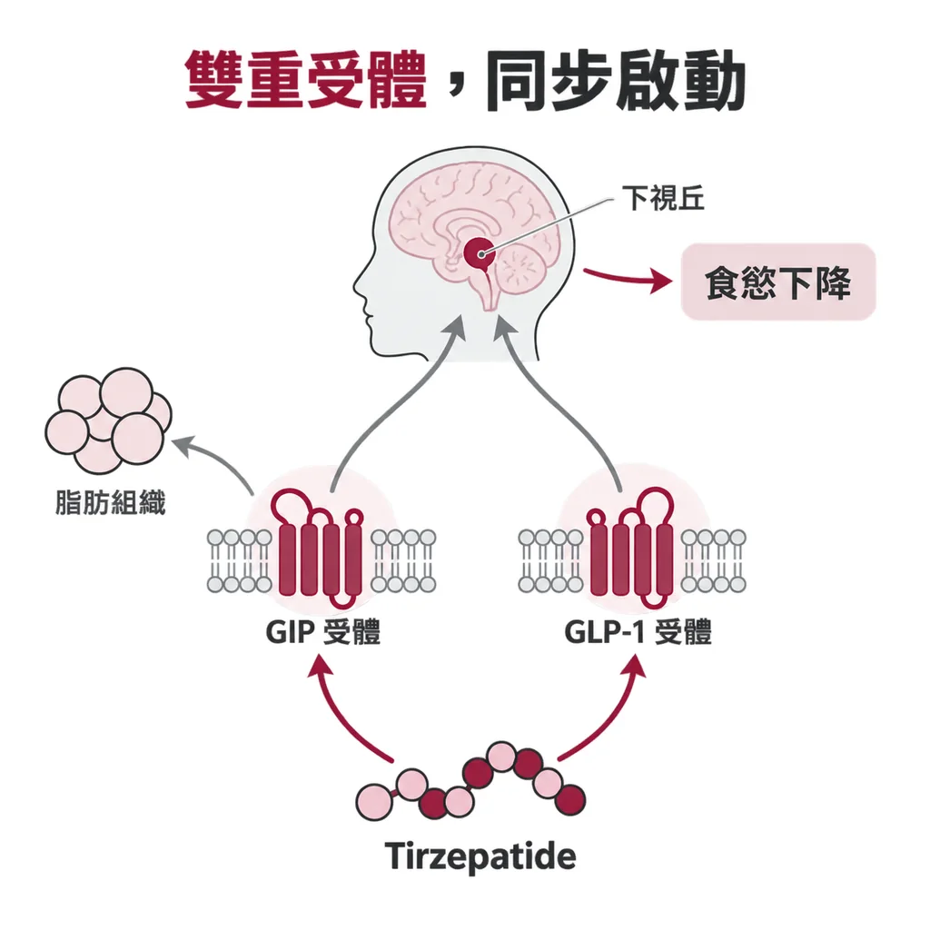 Tirzepatide 同時啟動 GIP 與 GLP-1 受體訊號