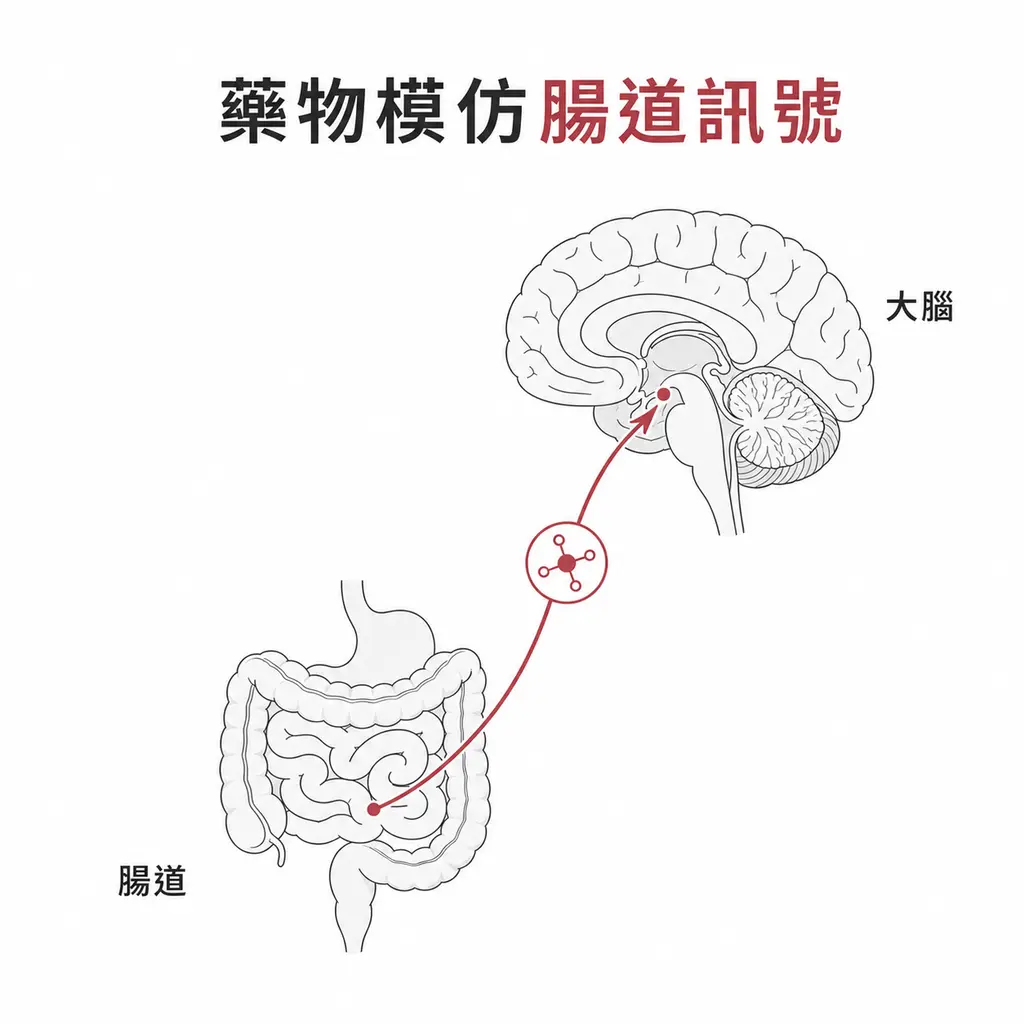 減重藥模仿腸道荷爾蒙訊號傳到大腦
