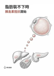 直式線稿封面：被撐大的脂肪細胞位於右上，脂滴沿對角線落向下方的肝臟、骨骼肌與胰臟