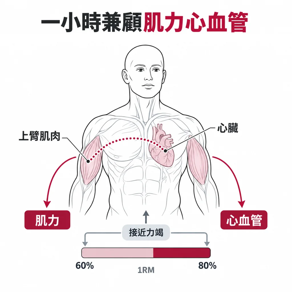 線稿圖：人體上半身解剖，上臂肌肉與心臟以淡色標示，兩者間有虛線相連