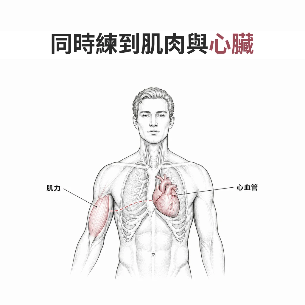 線稿圖:人體上半身解剖,上臂肌肉與心臟以淡色標示,兩者間有虛線相連