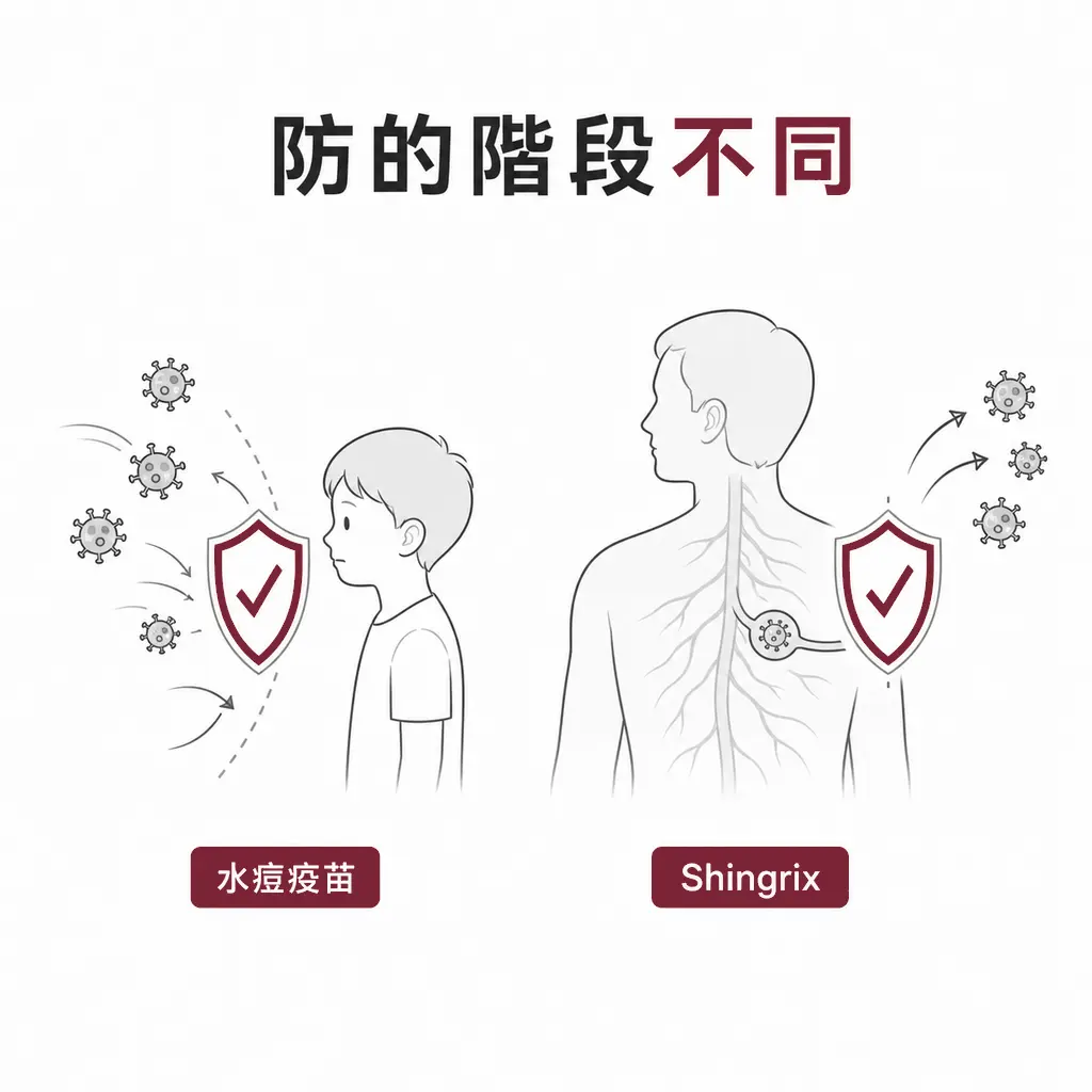 水痘疫苗預防初次感染,Shingrix預防潛伏病毒再次活化