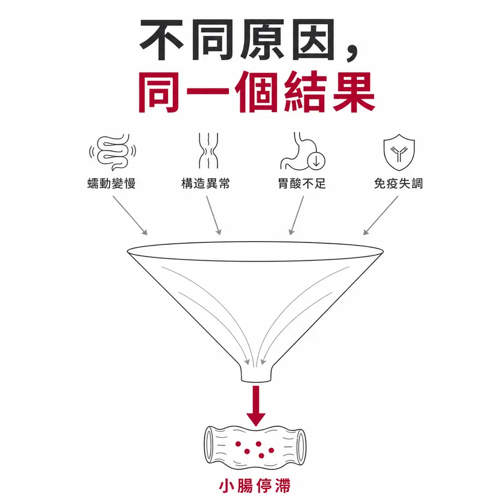 漏斗示意圖：蠕動變慢、構造異常、胃酸不足、免疫失調四類原因匯聚成小腸停滯，停滯處出現細菌增生