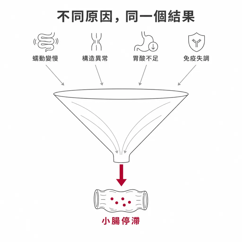 漏斗示意圖:蠕動變慢、構造異常、胃酸不足、免疫失調四類原因匯聚成小腸停滯,停滯處出現細菌增生