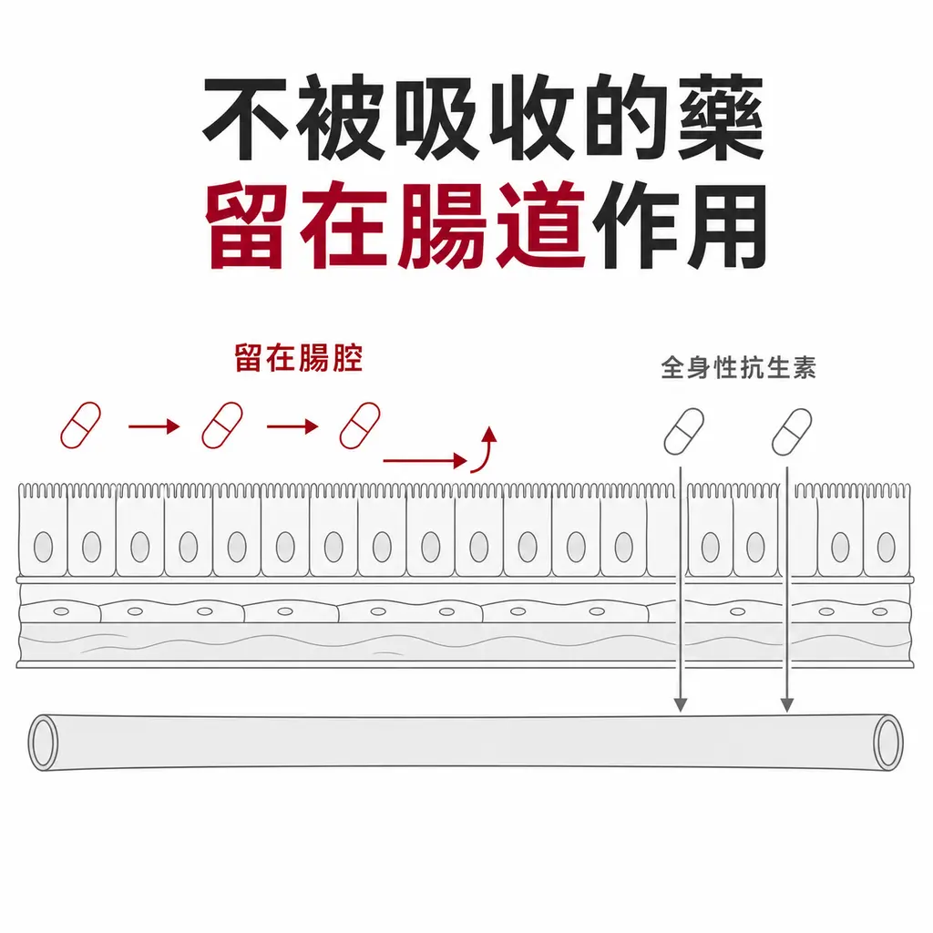 腸壁剖面示意圖：不被吸收的抗生素沿腸腔移動、不穿過腸壁進入血流；全身性抗生素則穿過腸壁進入循環