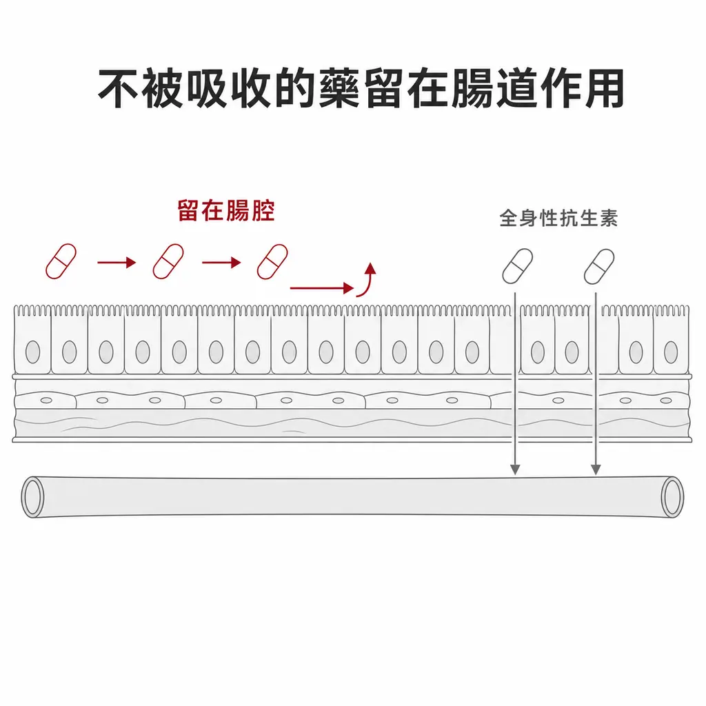 腸壁剖面示意圖:不被吸收的抗生素沿腸腔移動、不穿過腸壁進入血流;全身性抗生素則穿過腸壁進入循環