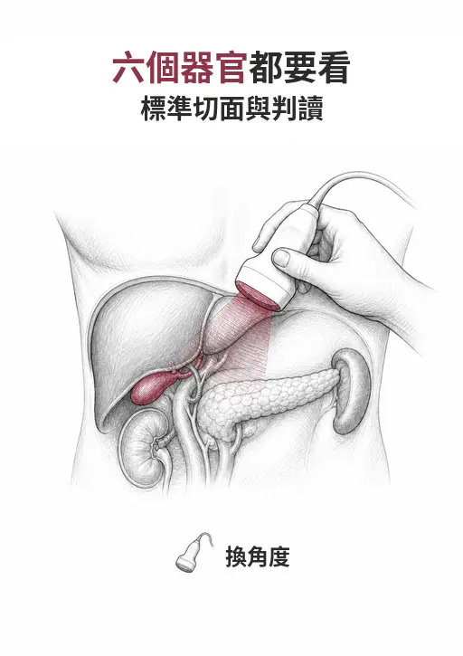手持超音波探頭抵在上腹部，下方為肝臟、膽囊、胰臟、脾臟與腎臟的線稿
