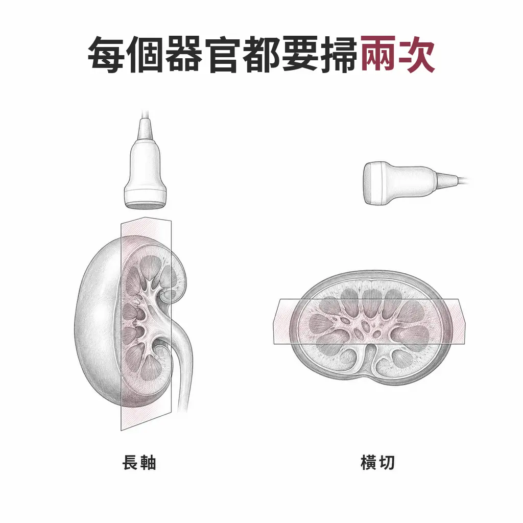 同一顆腎臟分別以長軸與橫切兩個方向掃描,探頭在兩張圖之間旋轉九十度