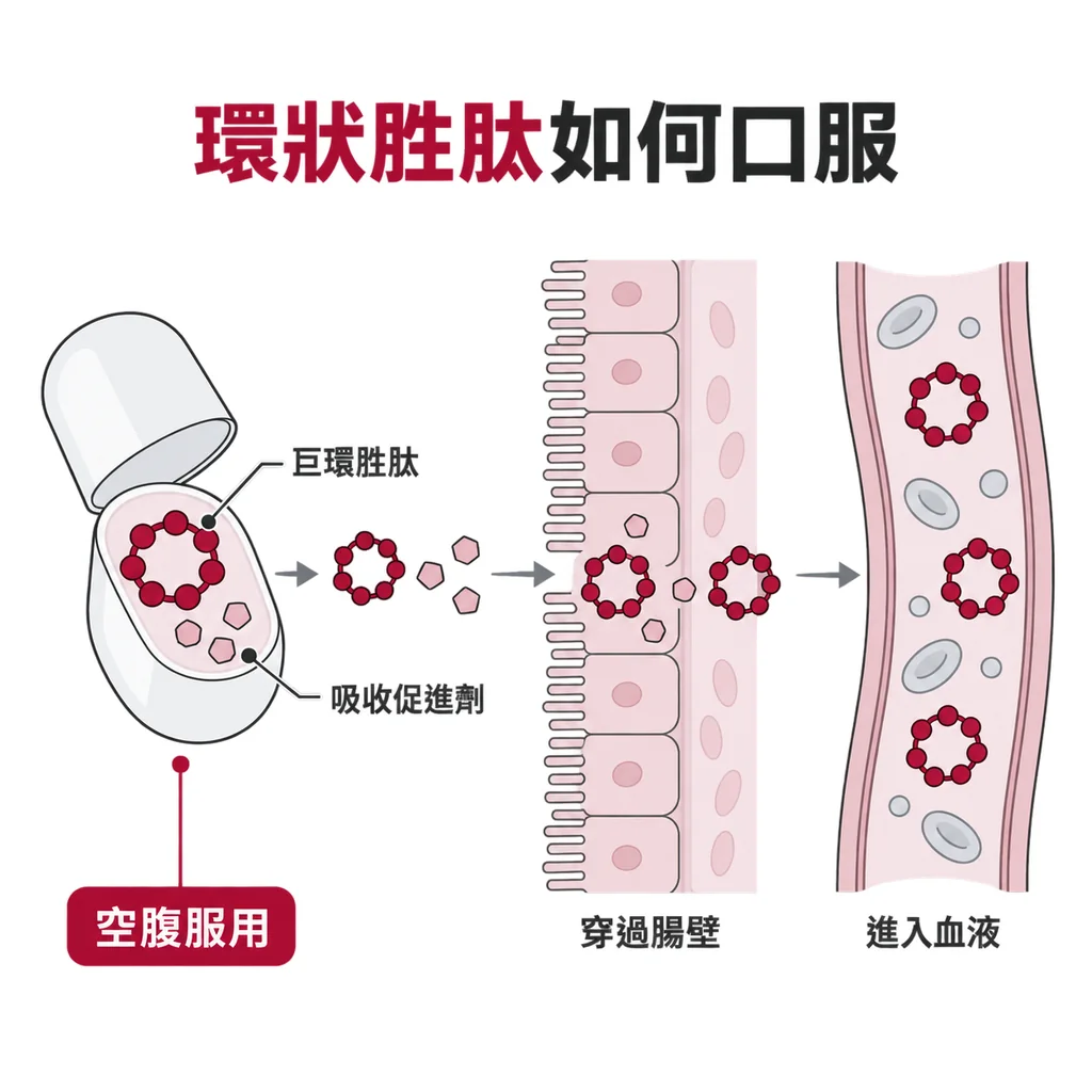 enlicitide 是環狀的巨環胜肽,藥裡加了吸收促進劑,幫它穿過腸壁;設計成空腹服用
