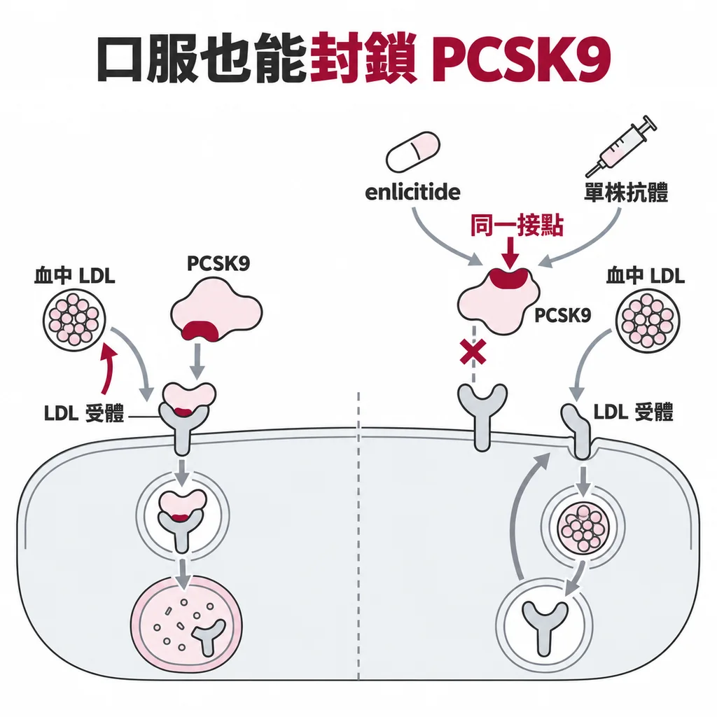 PCSK9 會把肝臟表面回收壞膽固醇的 LDL 受體拆掉;enlicitide 咬住 PCSK9,擋住它和 LDL 受體的接點,和打針的 PCSK9 單株抗體擋同一處