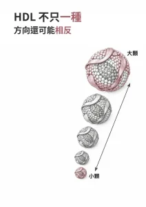 由大到小排列的 HDL 顆粒線稿，說明 HDL 不是單一種顆粒，不同亞型與心血管風險的關聯方向可能相反