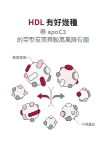 由大到小排列的 HDL 顆粒線稿，說明 HDL 不是單一種顆粒，不同亞型與心血管風險的關聯方向可能相反