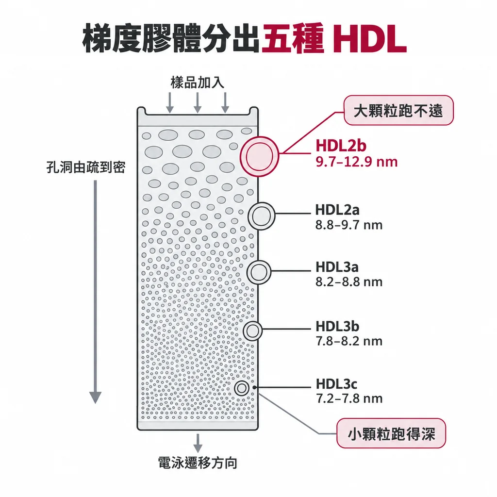 梯度膠體電泳中五個 HDL 亞型依直徑排列：HDL3c 7.2–7.8、HDL3b 7.8–8.2、HDL3a 8.2–8.8、HDL2a 8.8–9.7、HDL2b 9.7–12.9 奈米，最大的 HDL2b 以主色標示