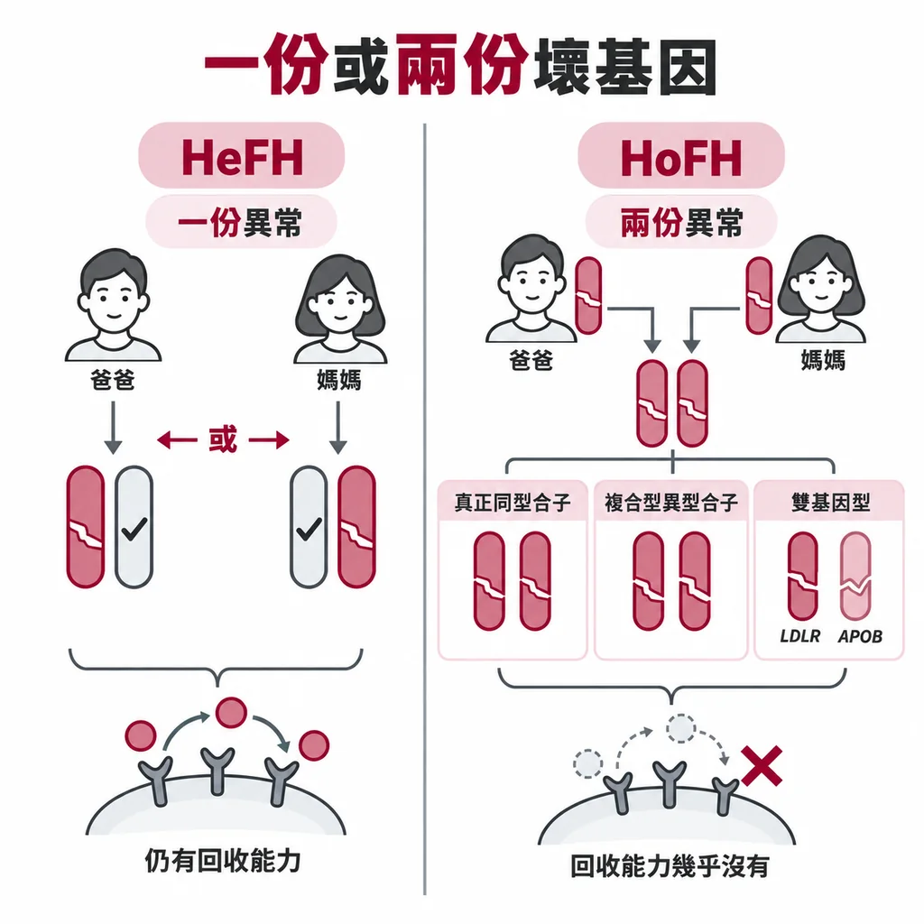 異型合子 HeFH 只遺傳到一份壞基因（來自爸爸或媽媽其中一位）；同型合子 HoFH 兩份都壞，分真正同型合子、複合型異型合子、雙基因型三種拼法