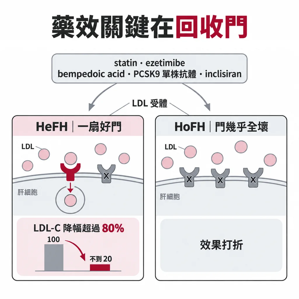 statin、ezetimibe、bempedoic acid、PCSK9 單株抗體與 inclisiran 都靠 LDL 受體作用；HeFH 還有一扇好門，合併使用可降 LDL-C 超過 80%，HoFH 門幾乎全壞、效果打折