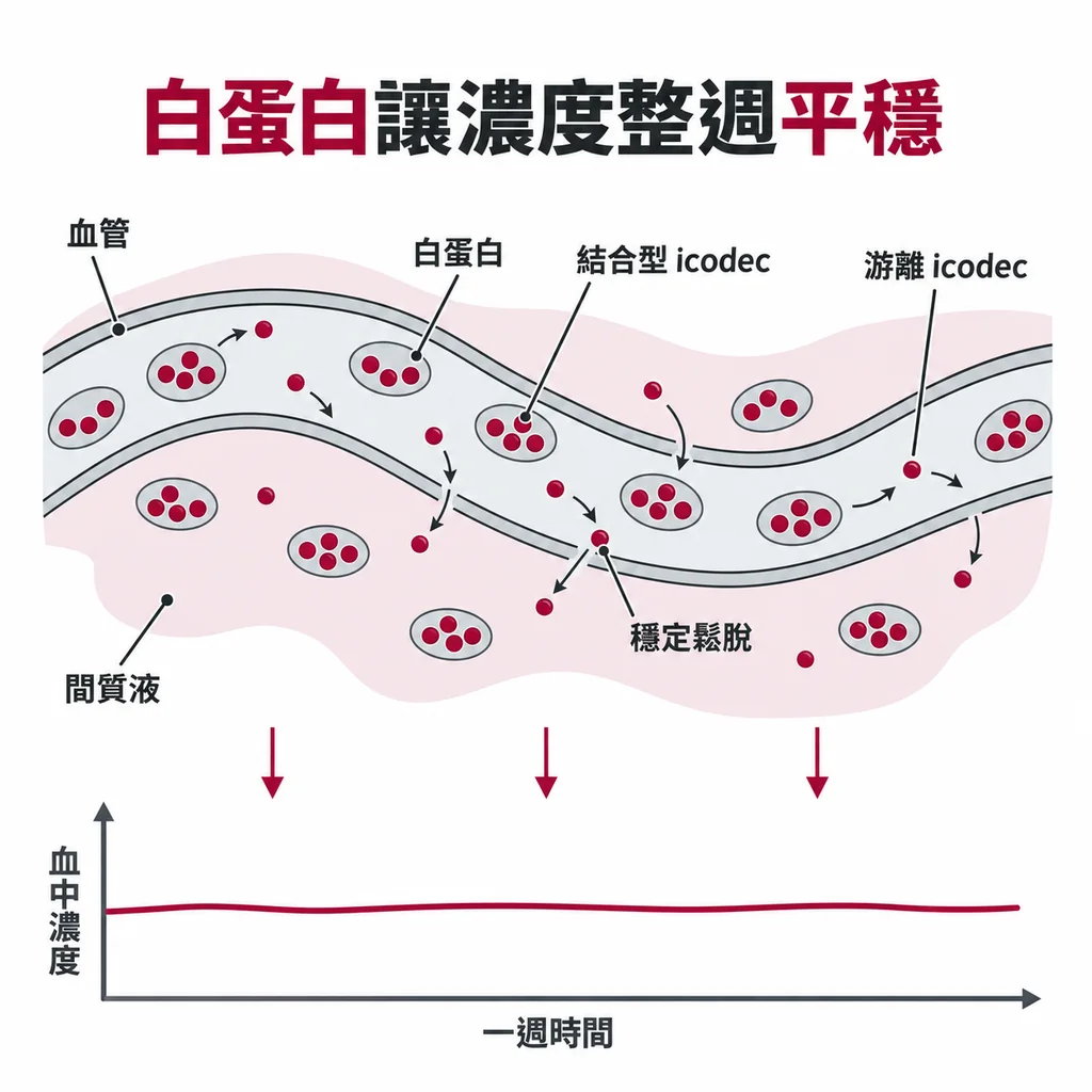 白蛋白像血管裡巡迴的接駁車，載著大部分 icodec 不發揮作用，藥再一點一點鬆脫下車，血中濃度整週因此平穩。