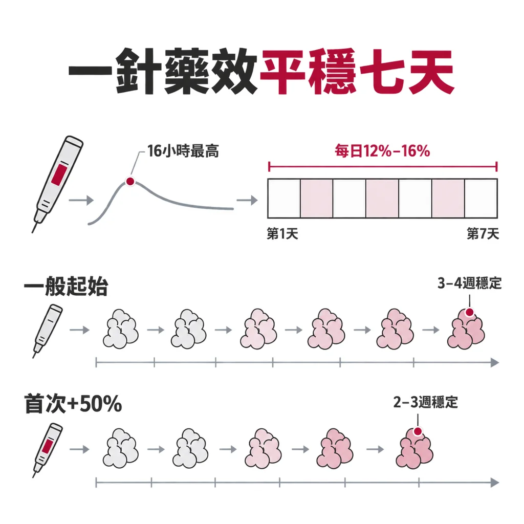 一針的藥效分給七天，每天約占整週的 12% 到 16%；血中濃度約 16 小時到最高點，要連打 3 到 4 週才進入穩定狀態。