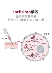inclisiran 為什麼半年打一針就夠？藥在血裡只待兩天，肝細胞裡的剪刀卻能用好幾個月