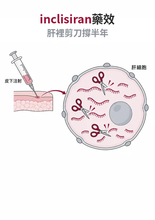 inclisiran 為什麼半年打一針就夠？藥在血裡只待兩天，肝細胞裡的剪刀卻能用好幾個月