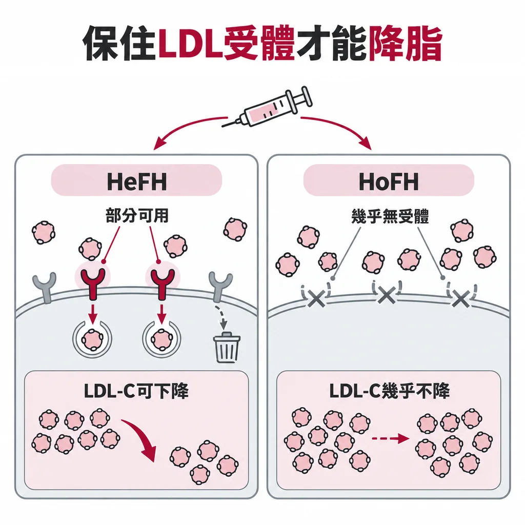 HeFH 還保有一部分能用的 LDL 受體，所以列在適用對象裡；HoFH 幾乎沒有能正常工作的回收門，打了 LDL-C 幾乎降不下來