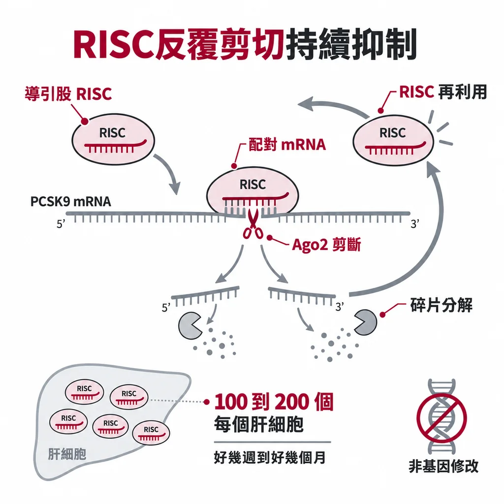 帶著導引股的 RISC 剪斷一份 PCSK9 mRNA 後放開碎片再找下一份，每個肝細胞約 100 到 200 個就能壓住好幾個月