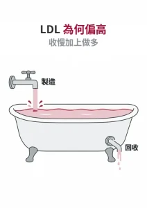 LDL 膽固醇偏高原因：肝臟製造（水龍頭）與回收（排水孔）像浴缸的進與出