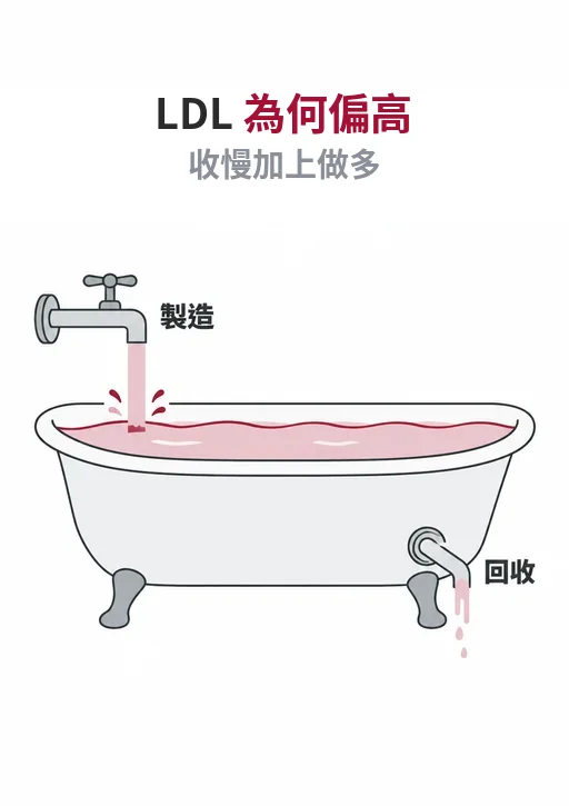 LDL 膽固醇偏高原因：肝臟製造（水龍頭）與回收（排水孔）像浴缸的進與出