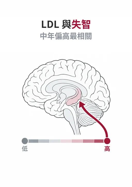 LDL 膽固醇高或低與失智：中年 LDL 偏高，十年以上後失智風險較高
