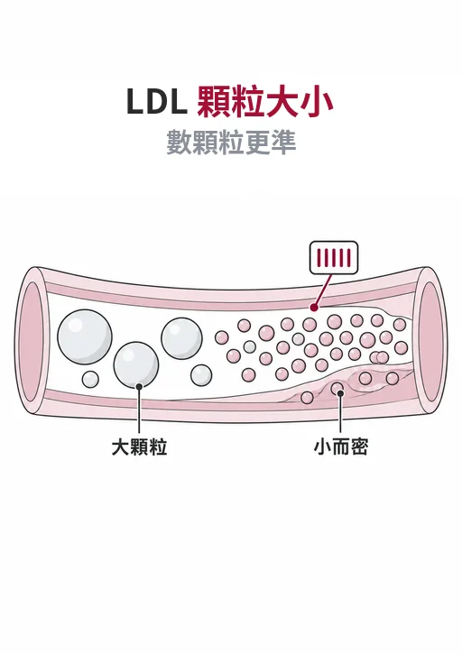 天平兩端等重：左盤兩顆大而蓬鬆的 LDL，右盤多顆小而緻密的 LDL，說明該數的是顆粒數