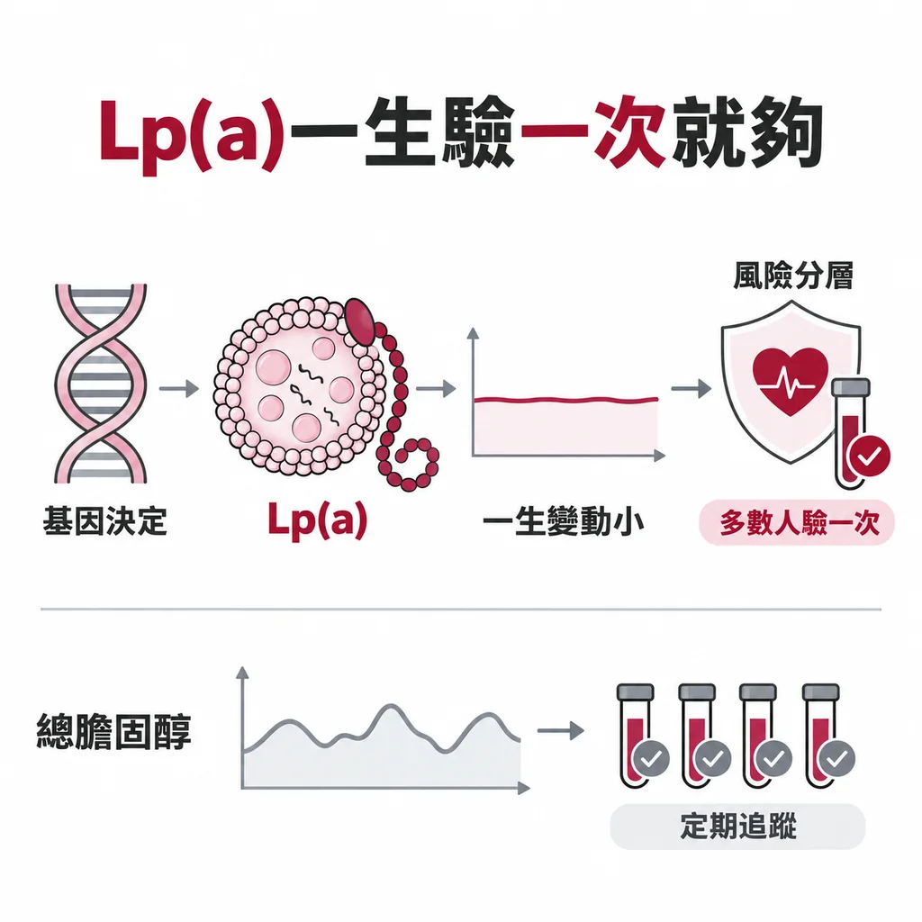 Lp(a) 主要由基因決定、一生變動小，不像總膽固醇要反覆追蹤，多數人驗一次就能拿來做風險分層