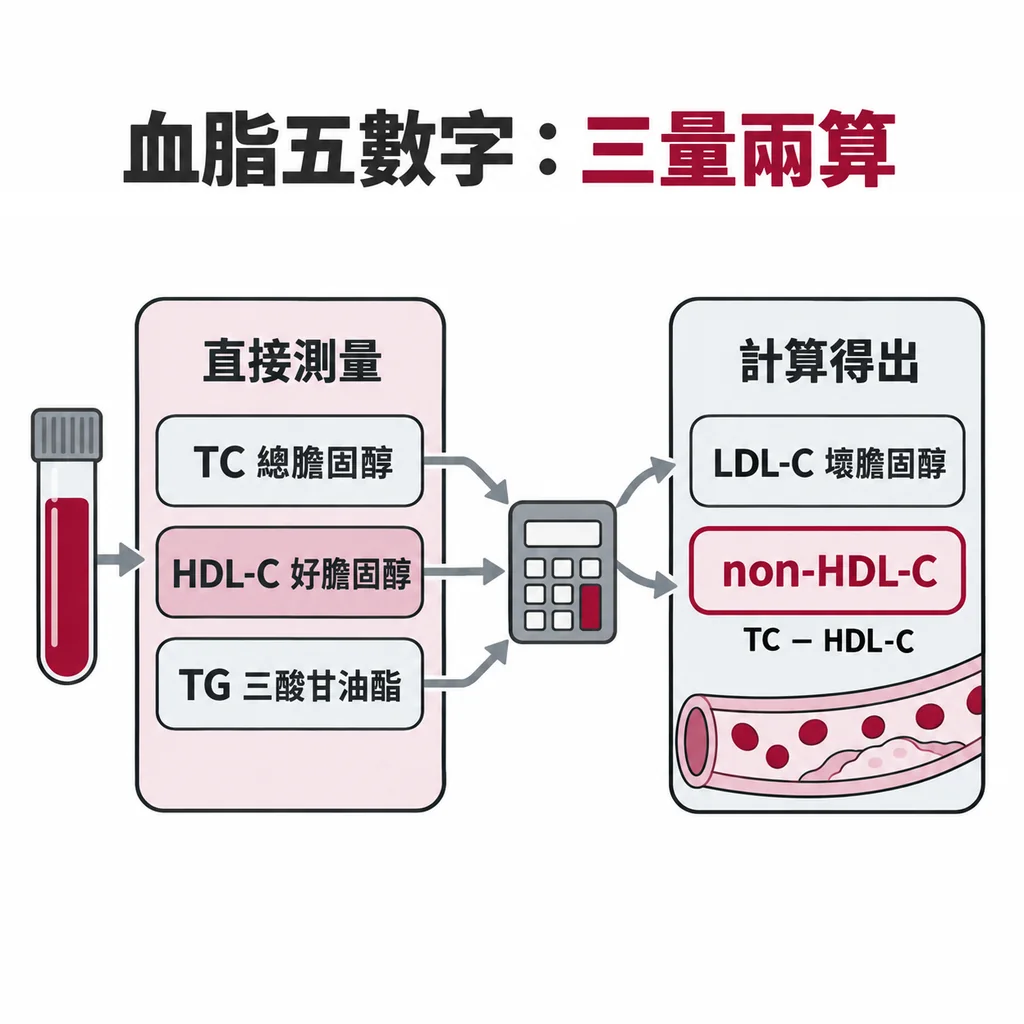 標準血脂組合有五個數字：總膽固醇、HDL-C、三酸甘油酯是直接量的，LDL-C 與 non-HDL-C 是算出來的