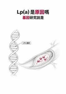 Lp(a) 是心血管疾病的原因嗎：LPA 基因決定的 Lp(a) 顆粒卡在動脈斑塊裡