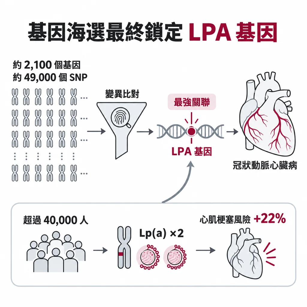 在幾萬個基因變異裡比對，和冠狀動脈心臟病關聯最強的，正是 LPA 基因