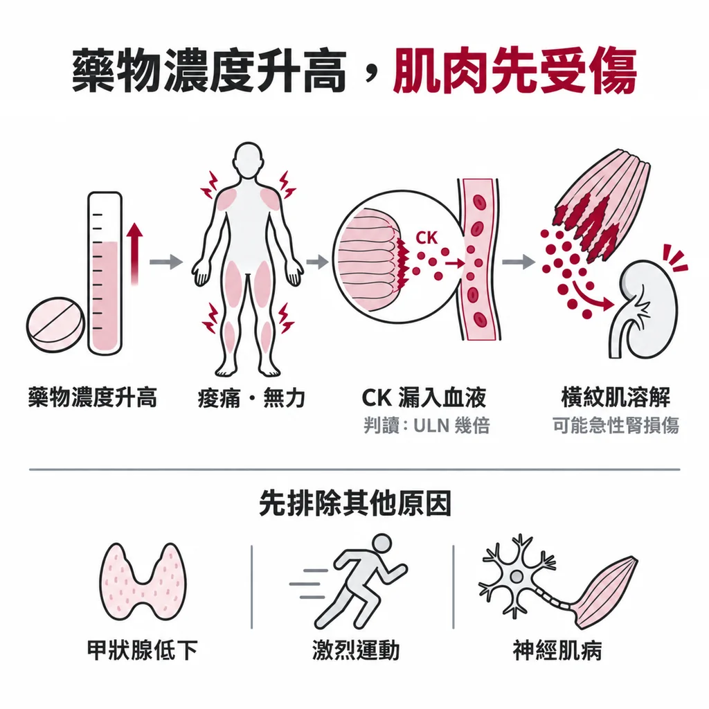藥物濃度升高會傷到肌肉：從大塊肌肉痠痛無力、抽血驗 CK 看是正常上限幾倍，到最嚴重的橫紋肌溶解，可能造成急性腎損傷