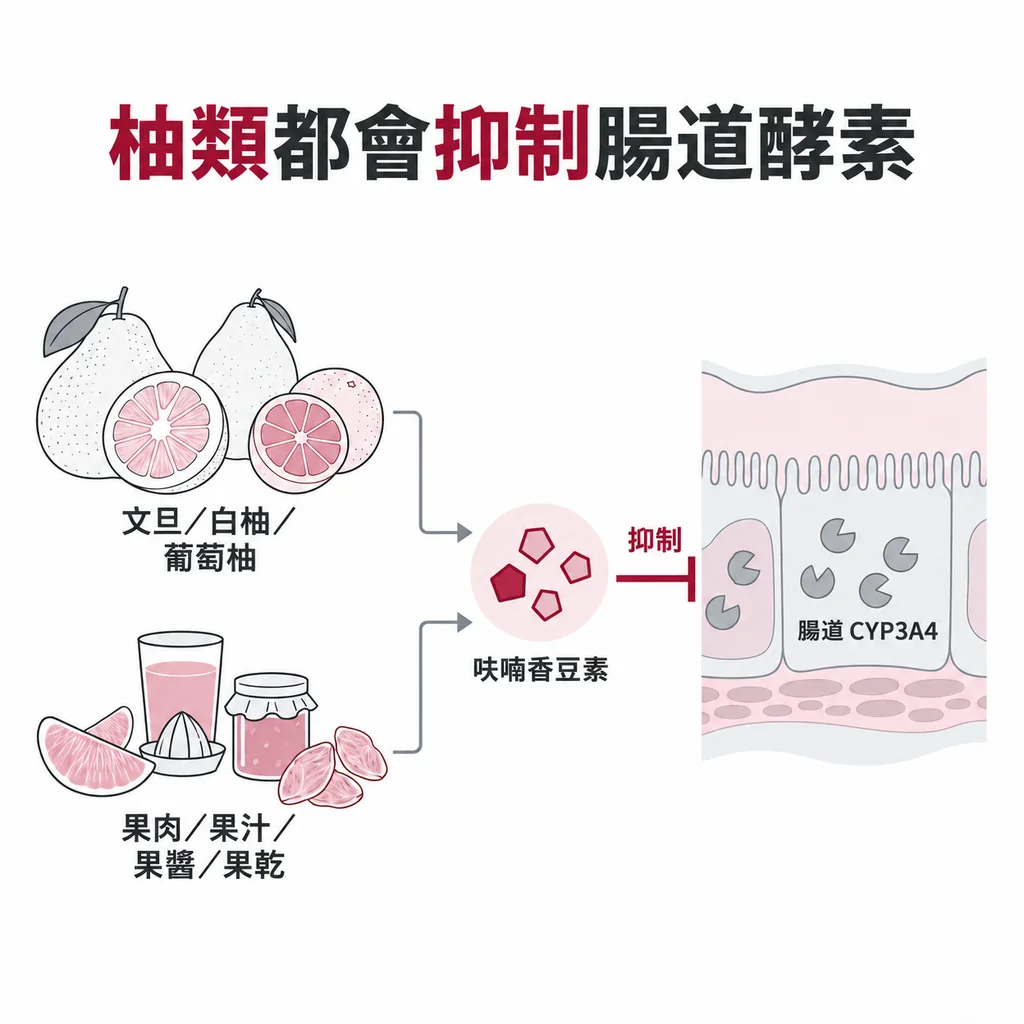 文旦、白柚和葡萄柚都含呋喃香豆素，都會抑制腸道 CYP3A4；果肉、現榨果汁、果醬和果乾同樣算在內，不是只有葡萄柚要避開