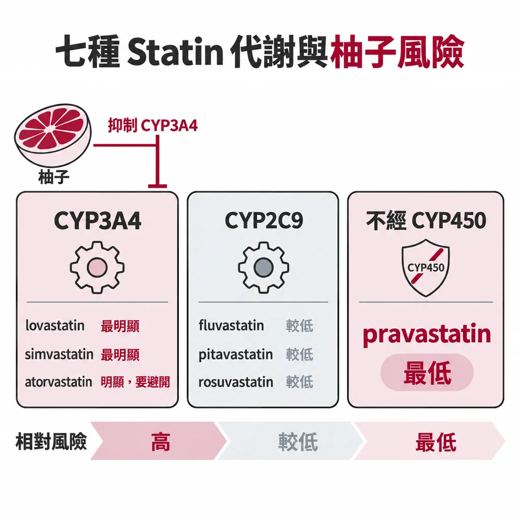 七種 statin 依代謝路線分組對照：CYP3A4 三種受柚子影響最大，CYP2C9 三種較低，pravastatin 完全不經 CYP450，風險最低