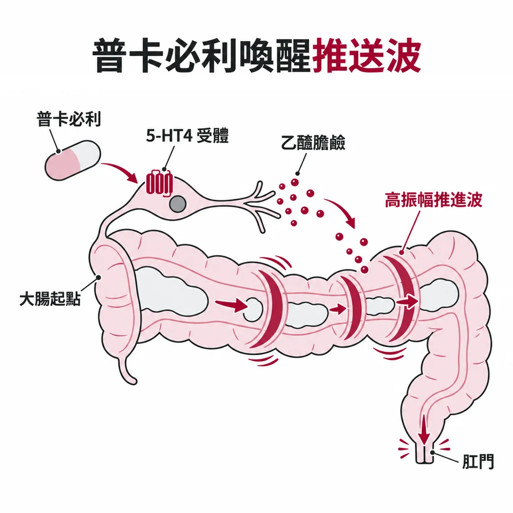 普卡必利按下腸道的 5-HT4 受體開關,神經放出乙醯膽鹼,讓高振幅推進性收縮變多,把內容物從大腸起點一路推往肛門