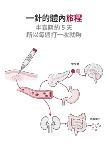 tirzepatide 打進身體後去了哪裡？從皮下慢慢釋放、同時按兩個受體，到被拆成胺基酸排出