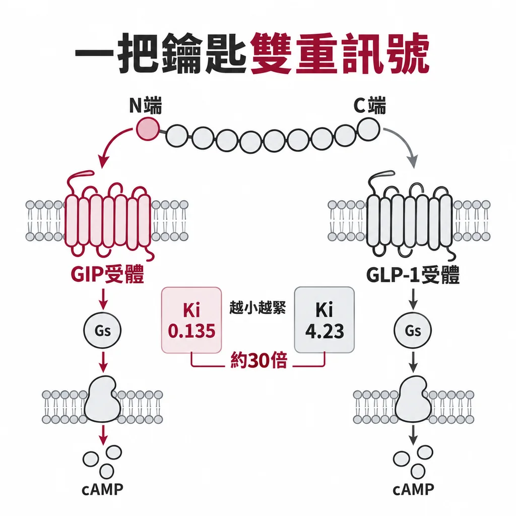 N 端按 GIP 受體、C 端按 GLP-1 受體,Ki 分別是 0.135 和 4.23,GIP 那邊抓得緊約 30 倍,兩邊都經 Gs 產生 cAMP