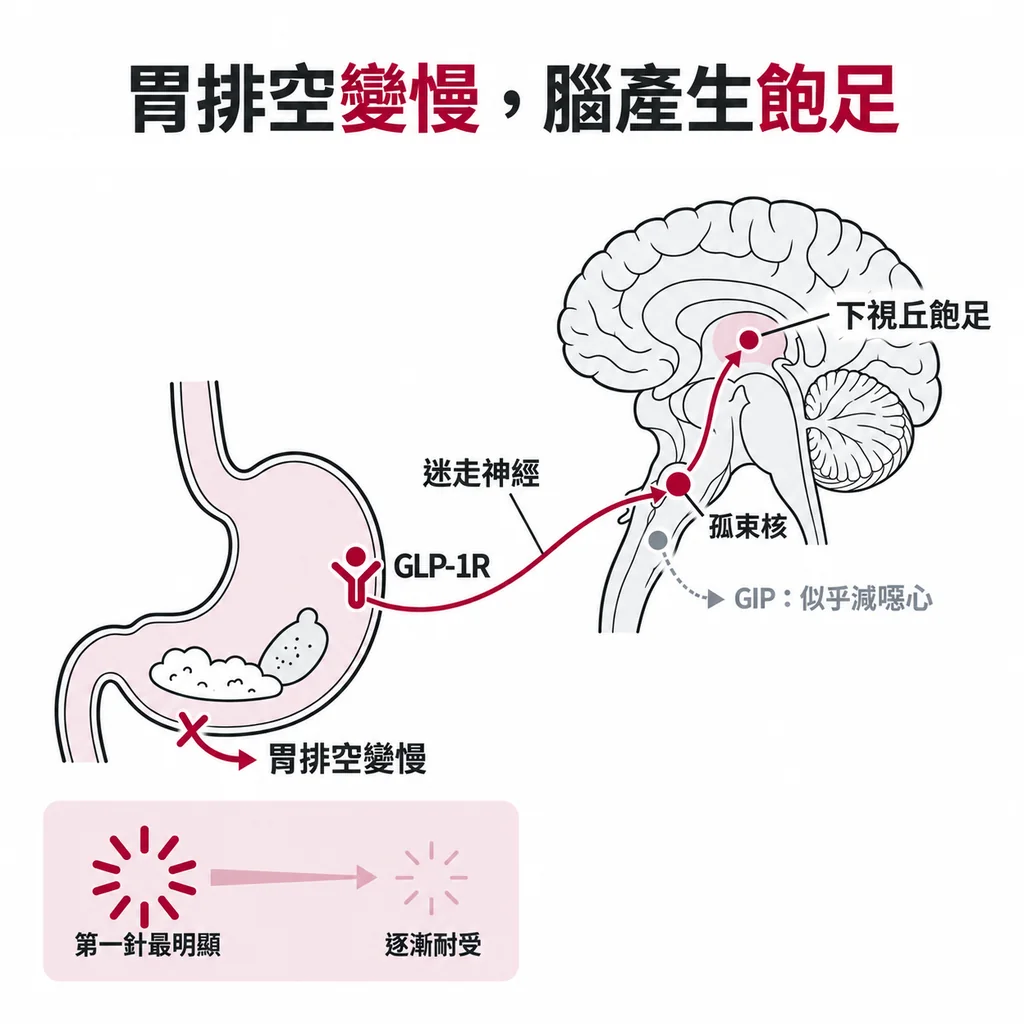GLP-1 受體讓胃排空變慢,之後會漸漸耐受;訊號沿迷走神經到腦幹孤束核,再轉送到下視丘,讓人覺得飽