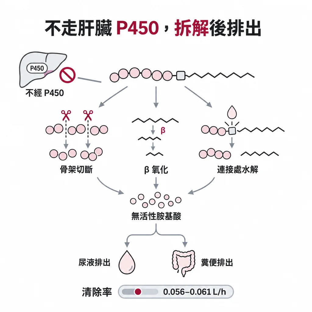 tirzepatide 不走肝臟 P450,骨架被切斷、脂肪酸尾巴經 β 氧化、連接處被水解,最後拆成胺基酸,從尿液和糞便排出