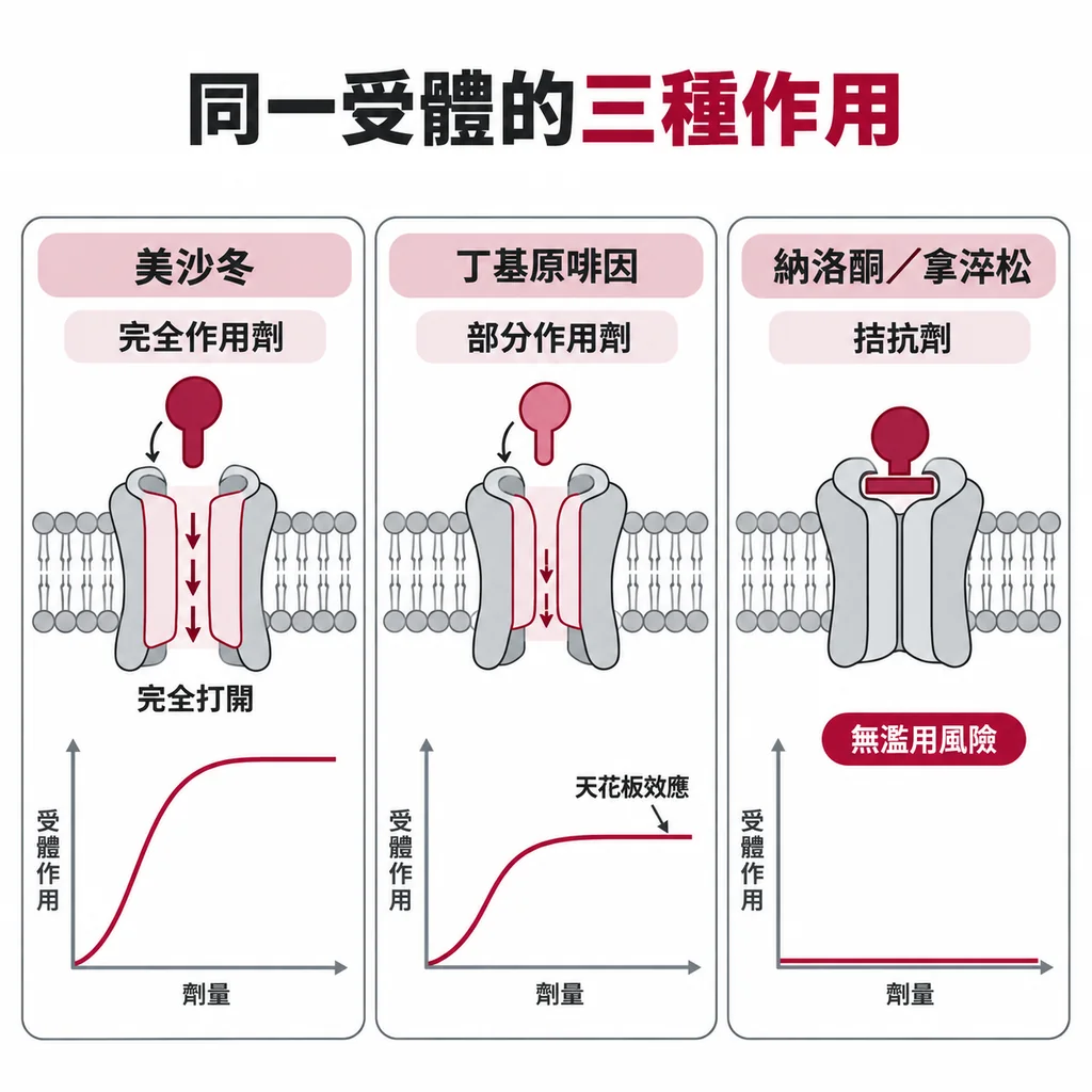 同一受體的三種作用:美沙冬完全打開,丁基原啡因只開一部分、有天花板效應,納洛酮與拿淬松把受體擋住、沒有濫用風險