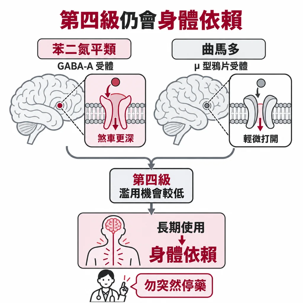 苯二氮平類讓大腦煞車 GABA-A 受體踩得更深,曲馬多只輕微打開鴉片受體;第四級濫用機會較低,但長期使用仍會產生身體依賴