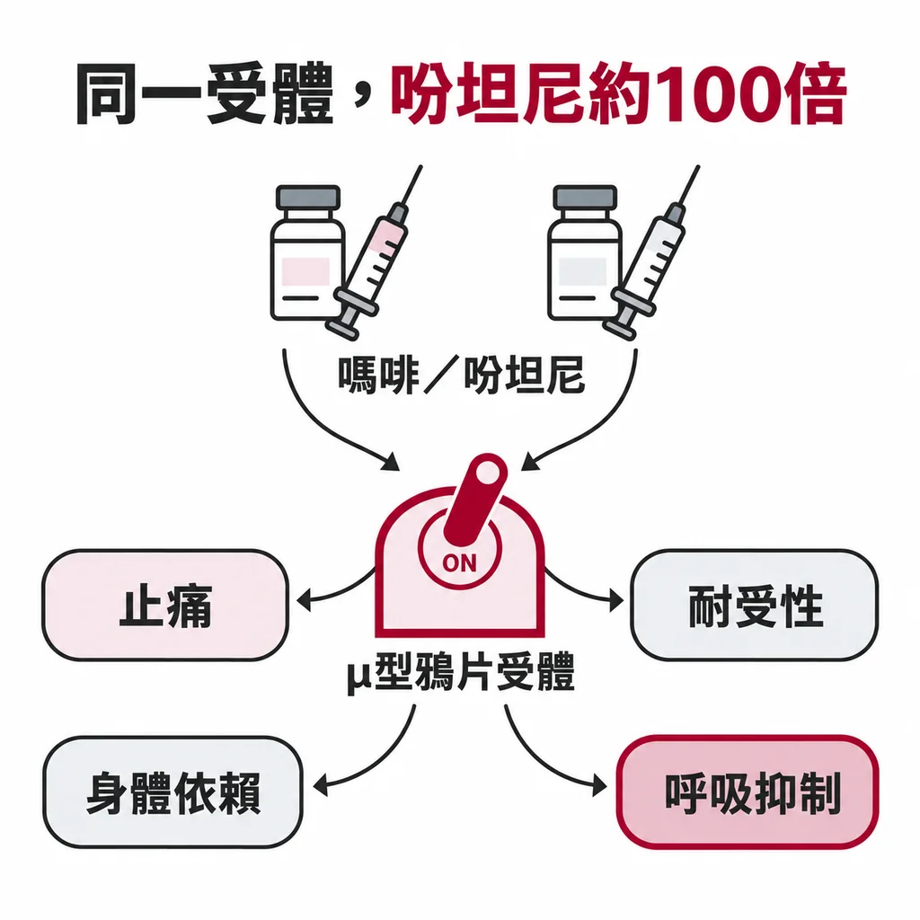 嗎啡與吩坦尼都打開 μ 型鴉片受體,這個開關同時帶來止痛、耐受性、身體依賴與呼吸抑制;吩坦尼大約比嗎啡強 100 倍